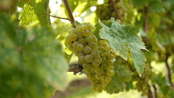 Riesling