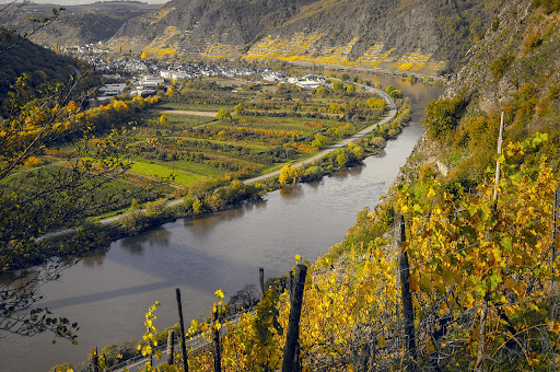 Storia del vino Riesling